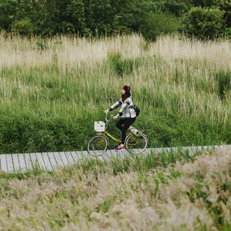 Eine Frau fährt Fahrrad auf Holzweg durch grüne Wiesenlandschaft auf Sylt.
