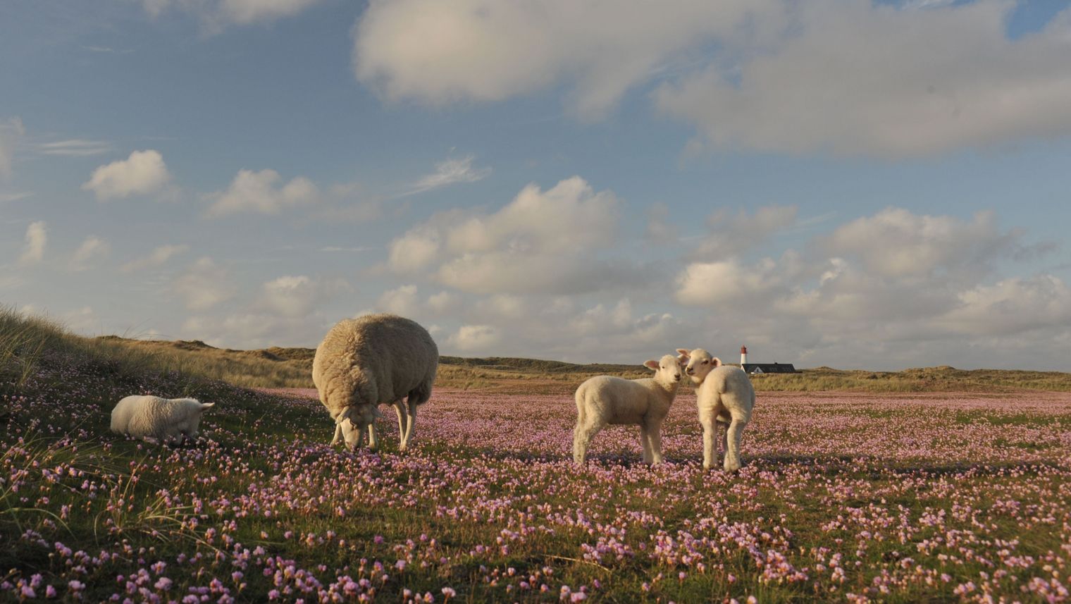 Schaf mit drei Lämmern inmitten von Blumen auf dem Ellenbogen