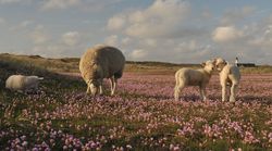Schaf mit drei Lämmern inmitten von Blumen auf dem Ellenbogen
