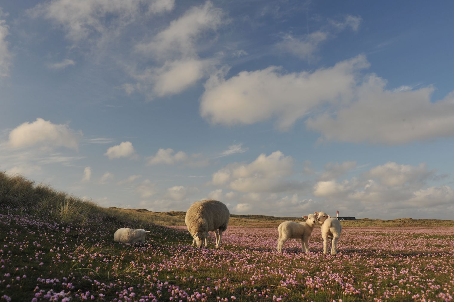 Sheep with three lambs amidst flowers on the elbow