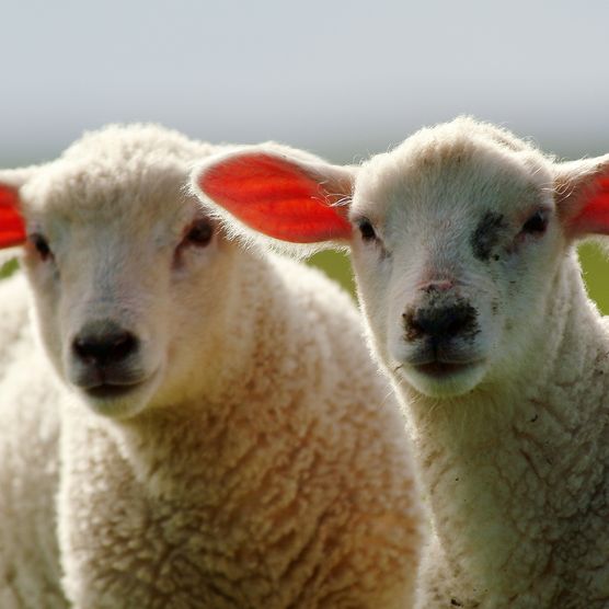 Zwei junge Lämmer mit durchleuchteten Ohren auf einer Weide