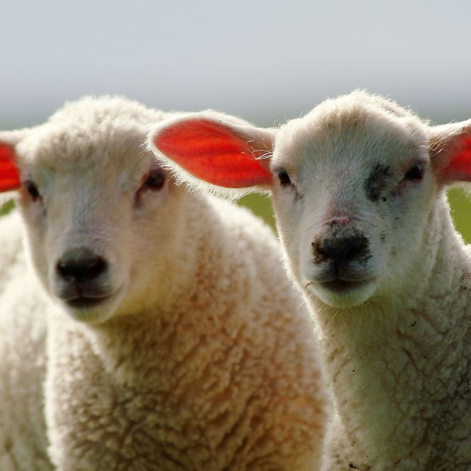 Zwei junge Lämmer mit durchleuchteten Ohren auf einer Weide