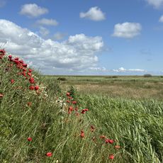 Roter Klatschmohn inmitten grüner Wiesenlandschaft auf Sylt.