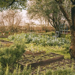 Gemüsebeete in einem grünen Garten mit Bäumen, Sträuchern und einer Gartenbank im Hintergrund.