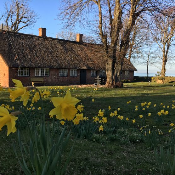 Altfriesisches Reetdachhaus mit blühenden Narzissen und Meerblick im Frühling