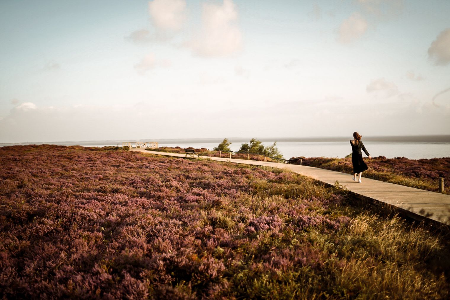 Frau geht über Holzsteg durch blühende Heide Richtung Meer