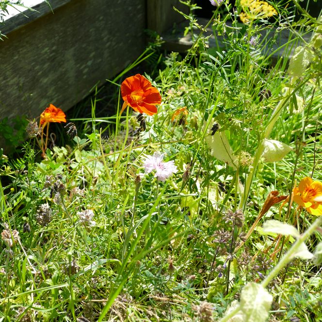 Bunte Blumen und Kräuter wachsen neben einem Holzhochbeet