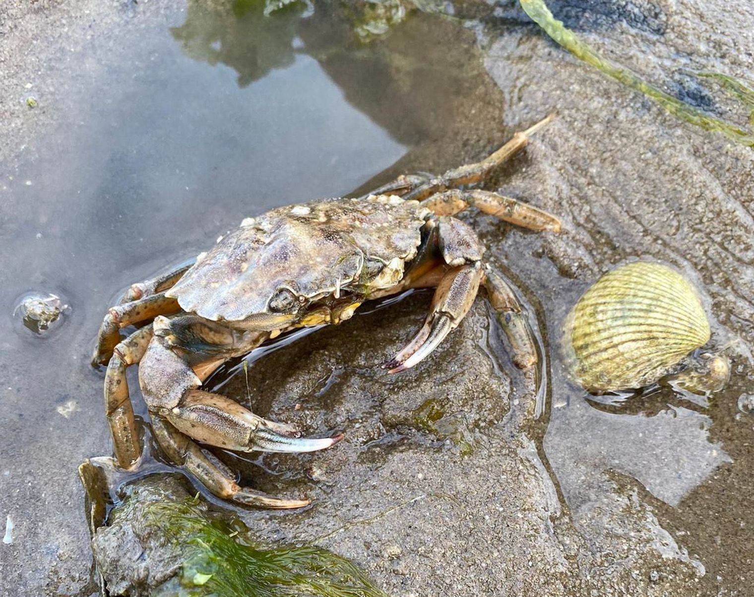 Krebs im Wattenmeer