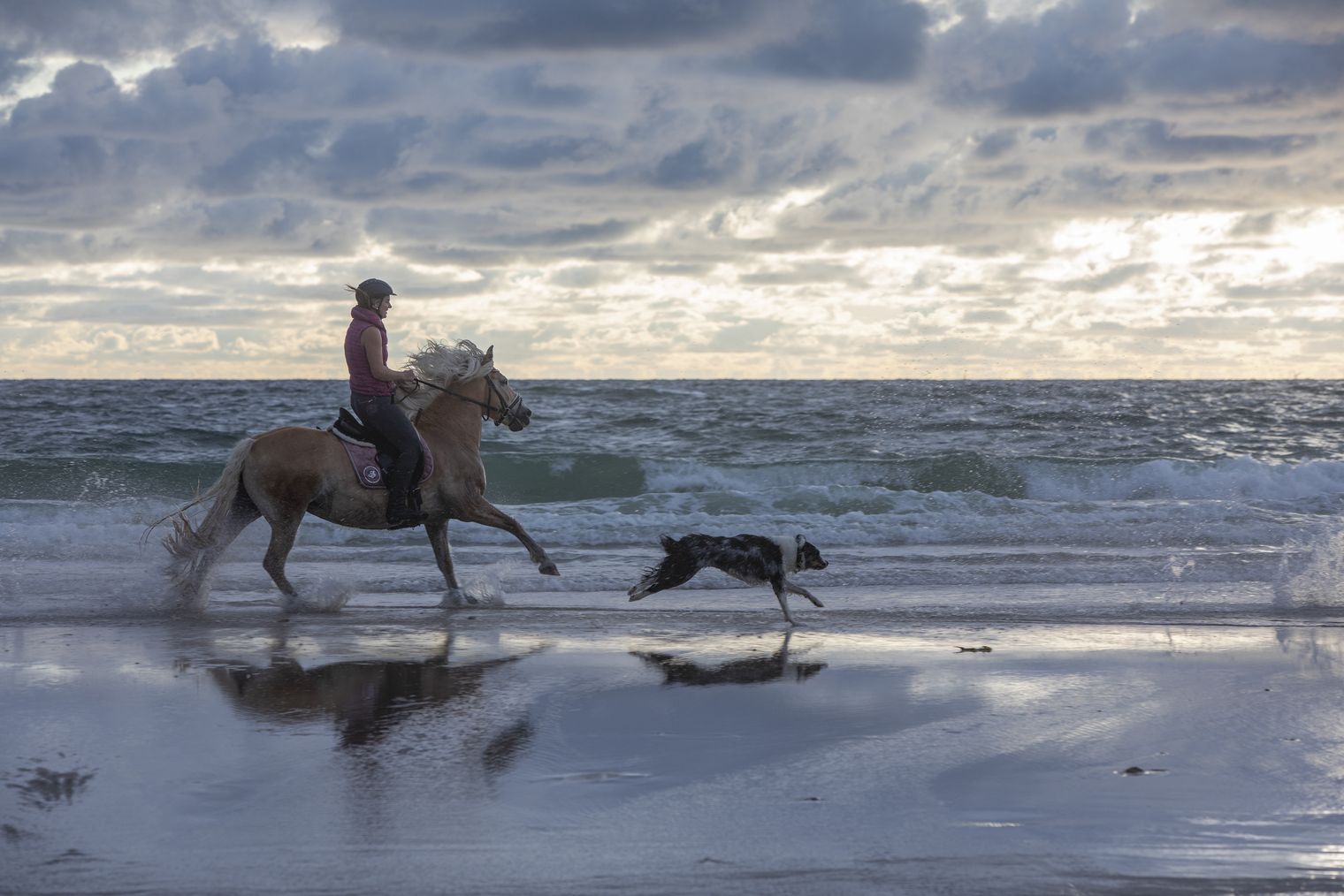 Reiterin galoppiert mit Haflinger und Hund am Strand entlang, Wellen und dramatischer Himmel im Hintergrund.