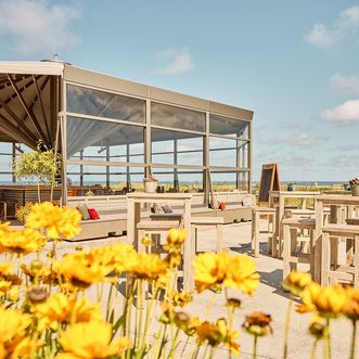 Gelbe Blume vor Wintergarten der Sturmhaube Kampen