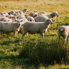 Eine Gruppe Schafe auf einer grünen Wiese, einige blicken in die Kamera.