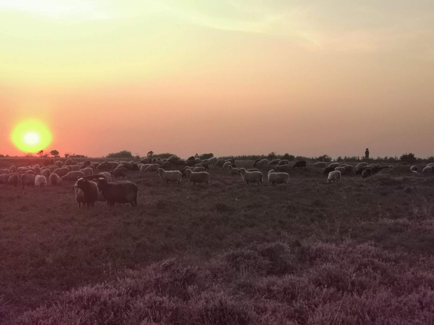 Schafherde in einer Heidefläche bei Sonnenaufgang mit Leuchtturm am Horizont
