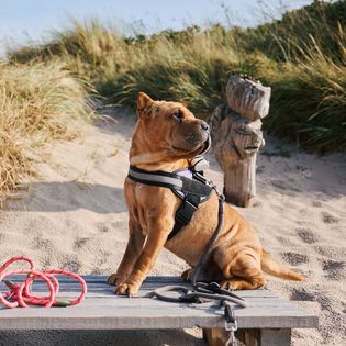 Zwei Hunde sitzen auf einer Holzbank vor Dünen, schauen in entgegengesetzte Richtungen und tragen Geschirre mit Leinen. 