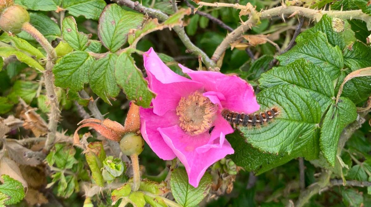 Goldafter-Raupe auf pinker Heckenrosenblüte