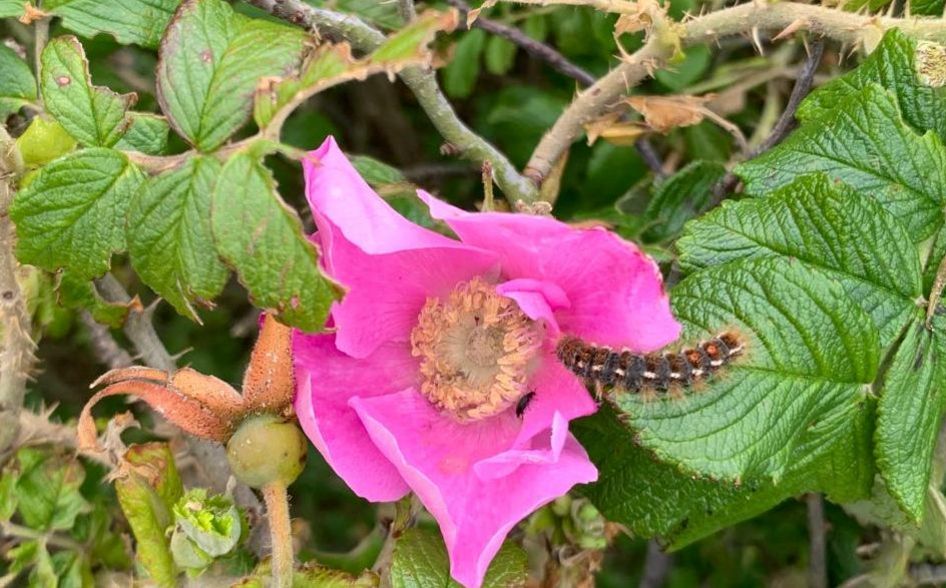 Goldafter-Raupe auf pinker Heckenrosenblüte
