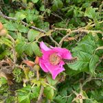 Goldafter-Raupe auf pinker Heckenrosenblüte