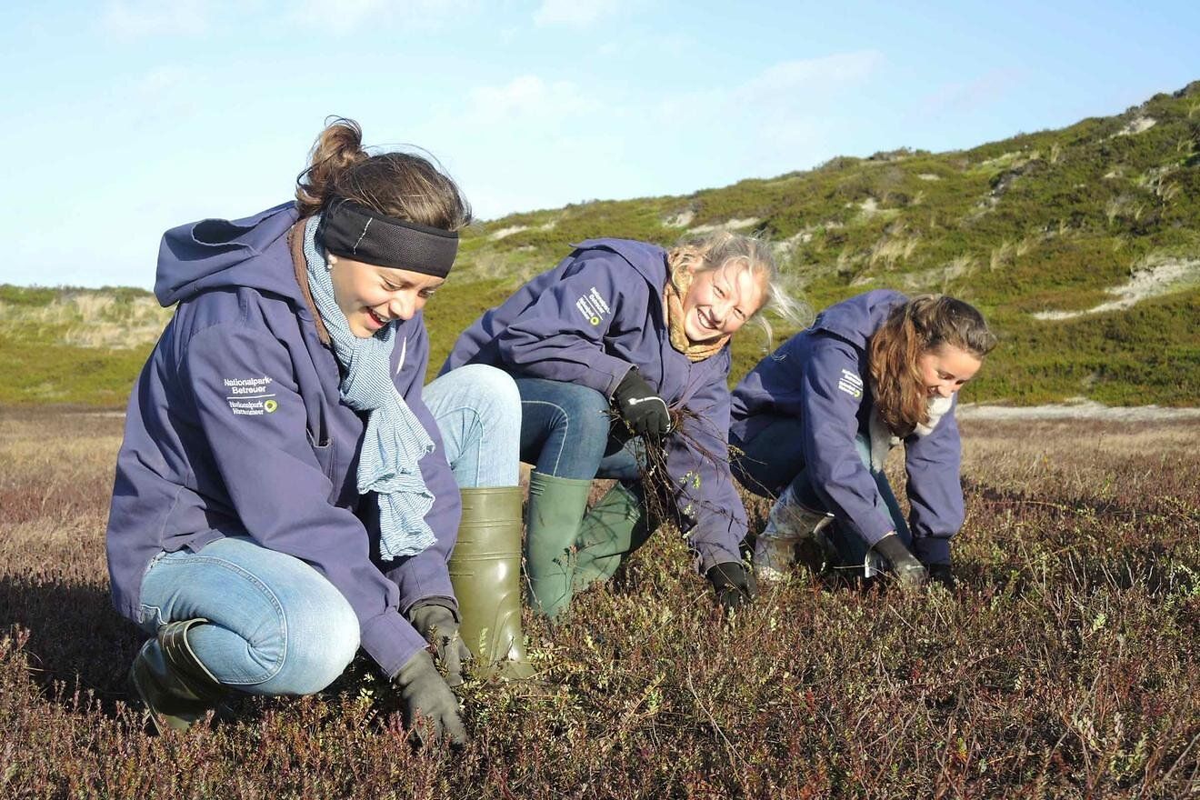 Engagement für den Naturschutz im Wattenmeer Drei Frauen pflegen lächelnd die Heide im Nationalpark Wattenmeer.