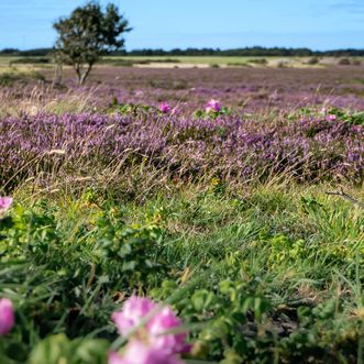 Braderuper Heide im Sommer