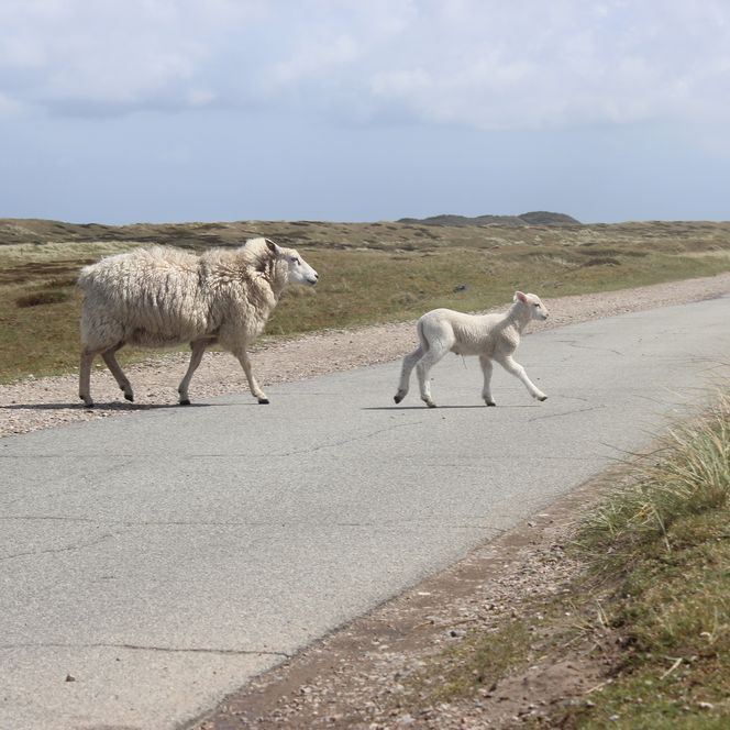 Ein Schaf und ein Lamm überqueren eine Straße inmitten einer Dünenlandschaft.
