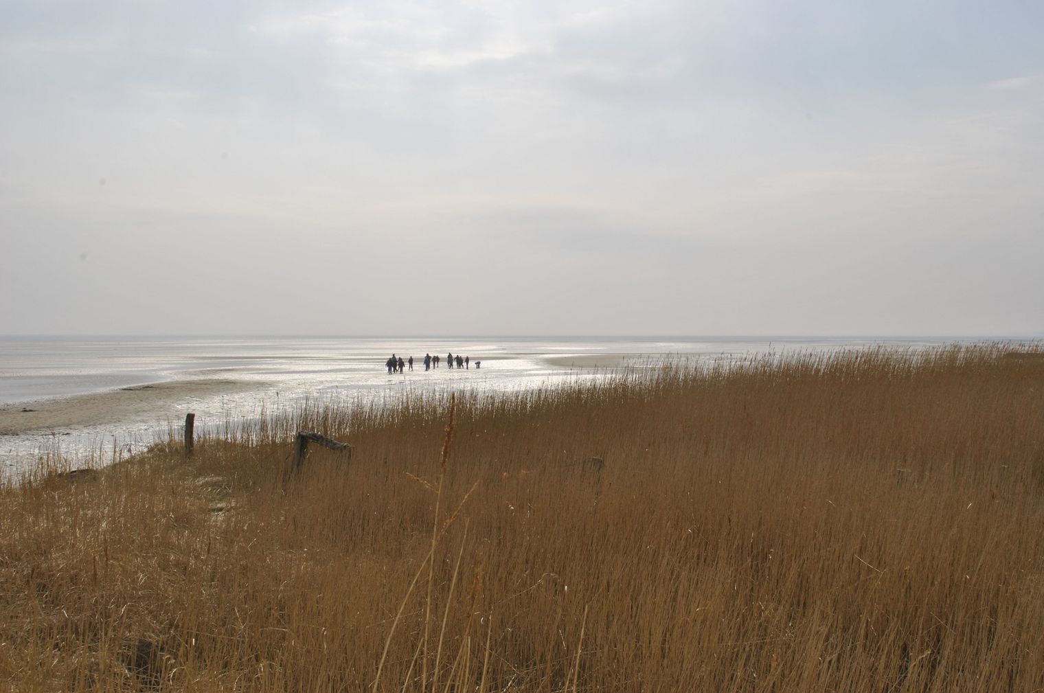 Gruppe bei Wattwanderung nahe Vogelkoje, umgeben von Schilf und Wattlandschaft