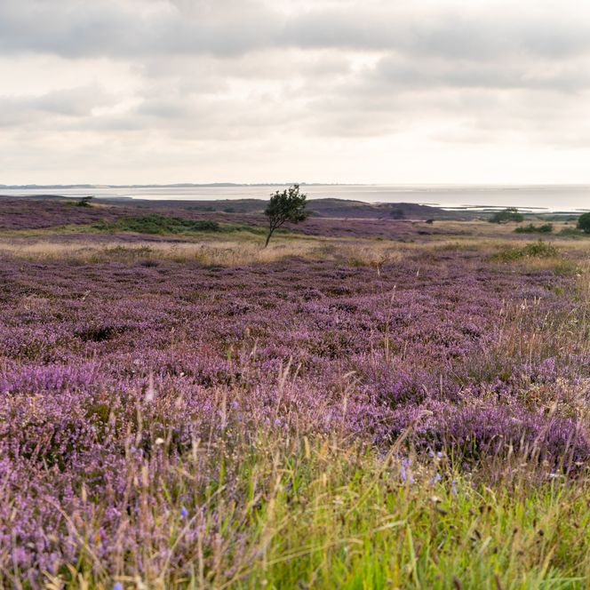 Lilafarbene Heideblüte in Braderup bei Sonnenuntergang, Himmel und das Wattenmeer sind goldfarben