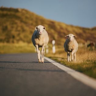 Zwei Schafe gehen auf einer Straße.
