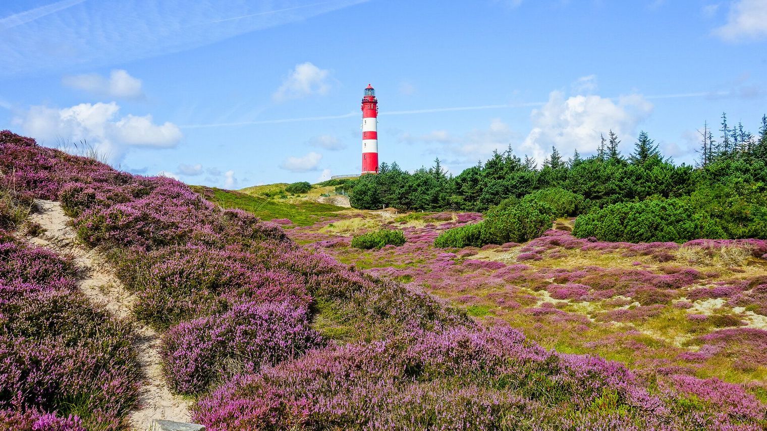 Leuchtturm auf Amrum zwischen blühender Heide