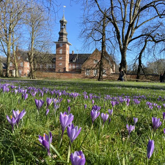 Husumer Schloss mit Krokusblüte