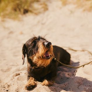 Ein brauner Dackel mit Schnauzer liegt fröhlich im Sand.