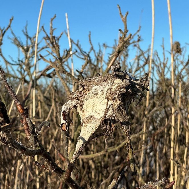 Weißes Gespinst in kahler Kartoffelrose