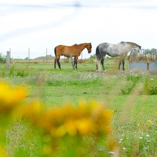 Pferde an Futterstelle auf Wiese, Blumen im Vordergrund